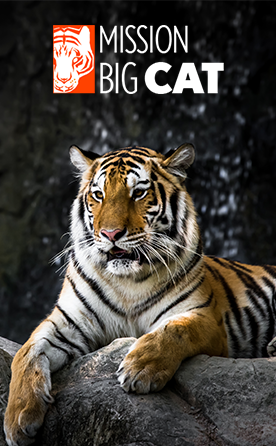 Mission Big Cat Season 3