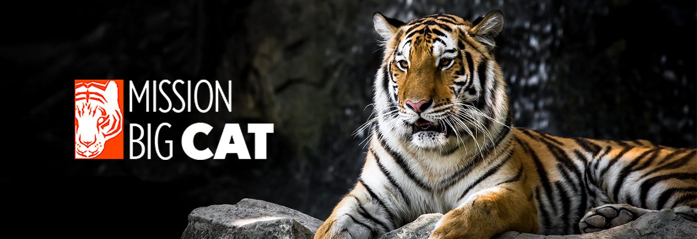 Mission Big Cat Season 3