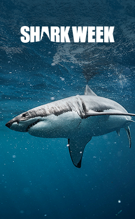 Shark Week